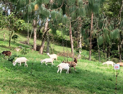 Competencia laboral en el uso de cercos eléctricos para el mejor aprovechamiento del terreno en el pastoreo de cabras y borregos. 